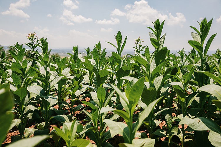 Tütün sektörü 7 yıl sonra ihracatta 1 milyar dolar sınırını aştı