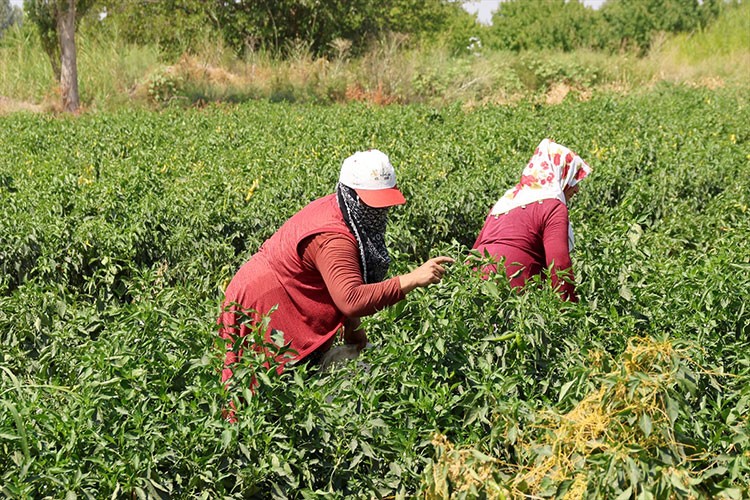 Üretiminin yükünü kadın tarım işçileri çekiyor