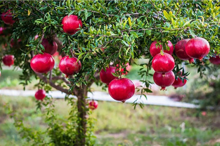 Hicaz narında hasat devam ediyor