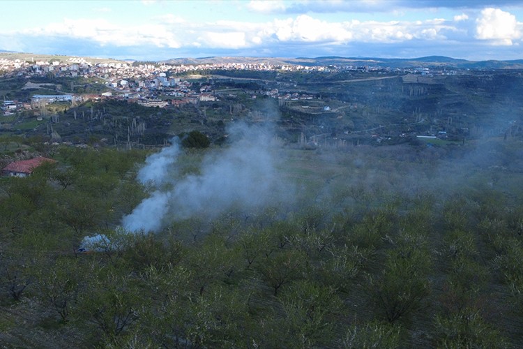 Çiftçiler badem ağaçlarını don riski için koruyor