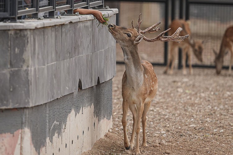 Başkentte "Atatürk Çocukları Doğal Yaşam Parkı ve Hayvanat Bahçesi" ziyarete açıldı