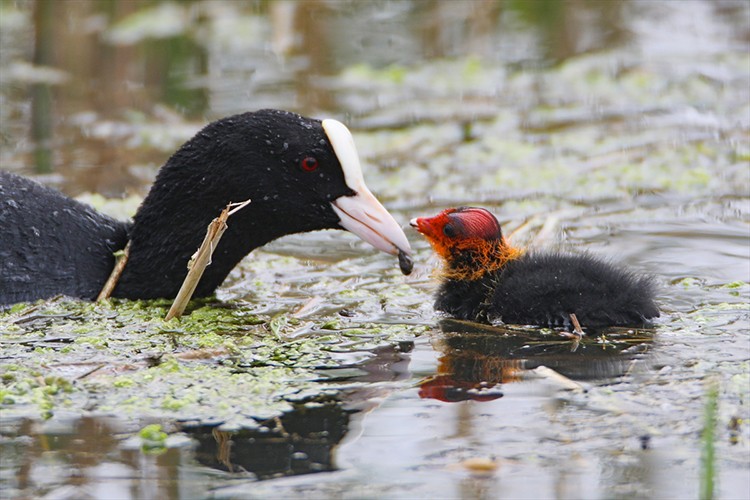Sakarmekenin yavrularını besleme anı kameraya yansıdı
