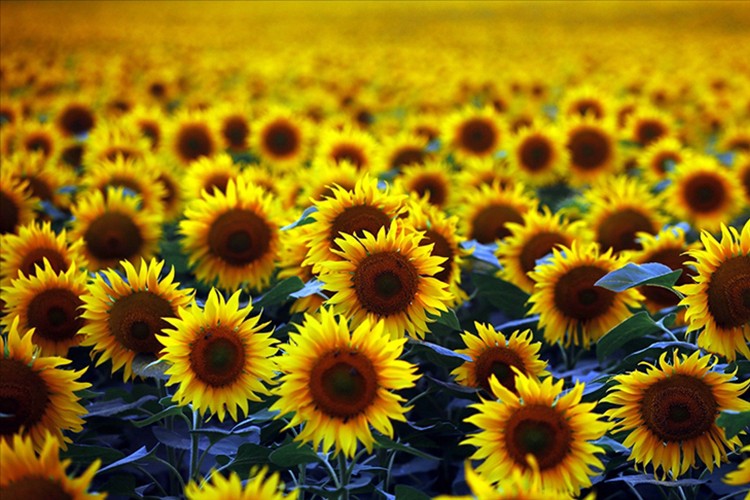 Ayçiçeğinde gümrük vergisi yüzde 5'e çıkarıldı