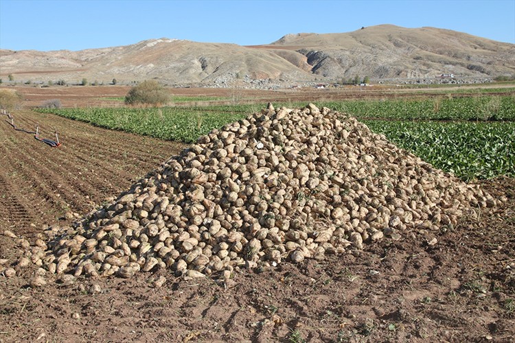 Sivas'ta şeker pancarında 1 milyon ton rekolte beklentisi