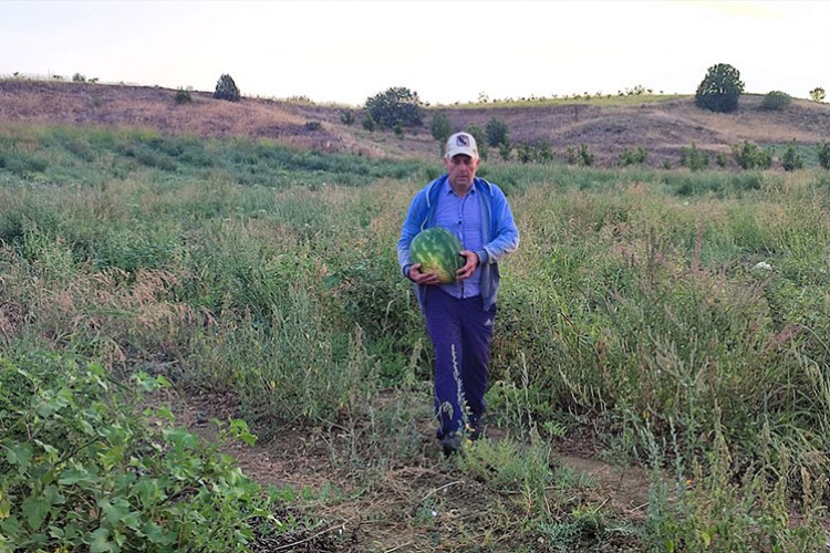 Yöneticilikten vazgeçip baba ocağında çiftçi oldu