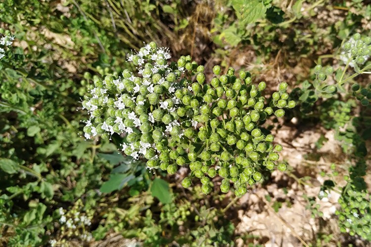 Kekik hasadı başladı