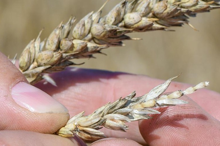 Avrupa'da mahsul kayıpları üç kat arttı