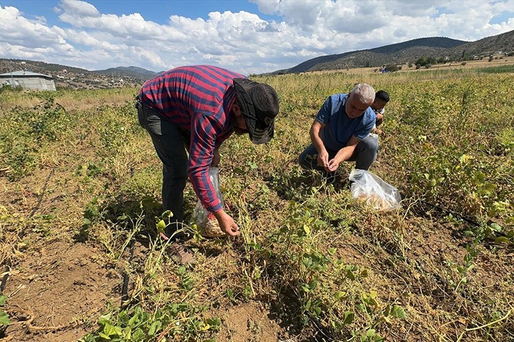 Çamoluk şeker kuru fasulyesinde hasat başladı