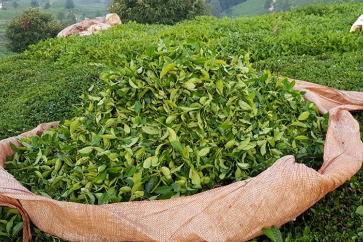 Türk çayı ihracatı yılın ilk çeyreğinde 34,8 milyon doları aştı