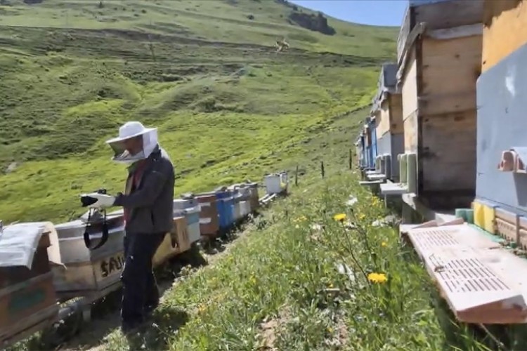 Dünyaca ünlü Anzer balının üretimi için petekler mühürlendi