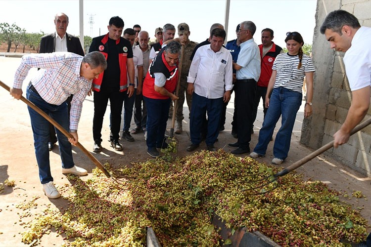 Şanlıurfa Valisi Şıldak, Antep fıstığı hasadına katıldı