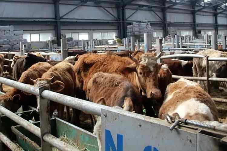 Şap alarmı!. 8 işletme karantina altında