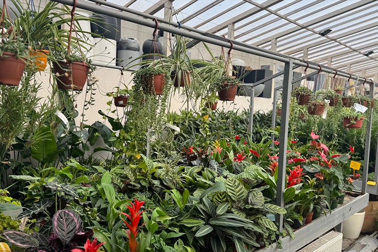 Balkon bahçeciliğine artan ilgi süs bitkisi satışlarını artırdı