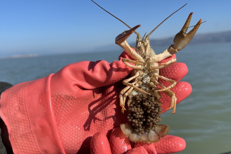 Kerevit yumurtalarından vebaya dirençli yavrular yetiştirildi