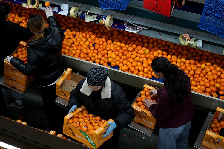 Türkiye'nin mandalina ihracatı rekora ulaştı