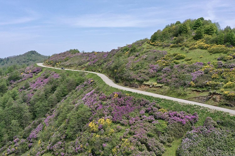 Akarsuları canlanan Sis Dağı Yaylası çiçeklerle renklendi