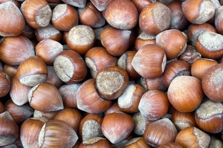 8 ayda 337 bin tonun üzerinde fındık işlem gördü