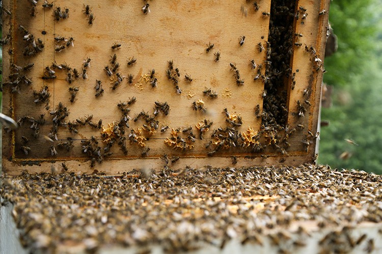 Sakarya'da arıcıların tescilli bal üretimi mesaisi başladı