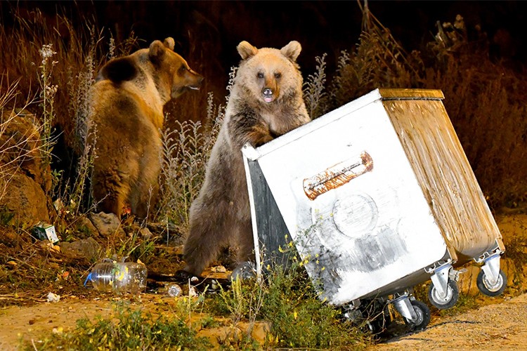 Kars'ta bozayılar mahallelerde yiyecek aradı