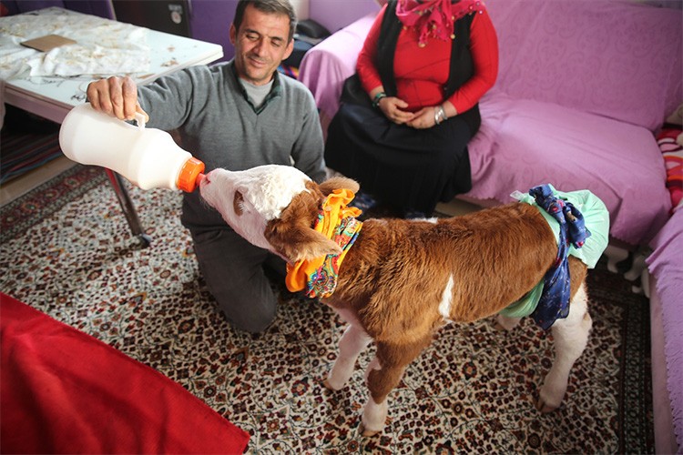 Yeni doğan buzağıya "üşümesin" diye evde bakıyorlar