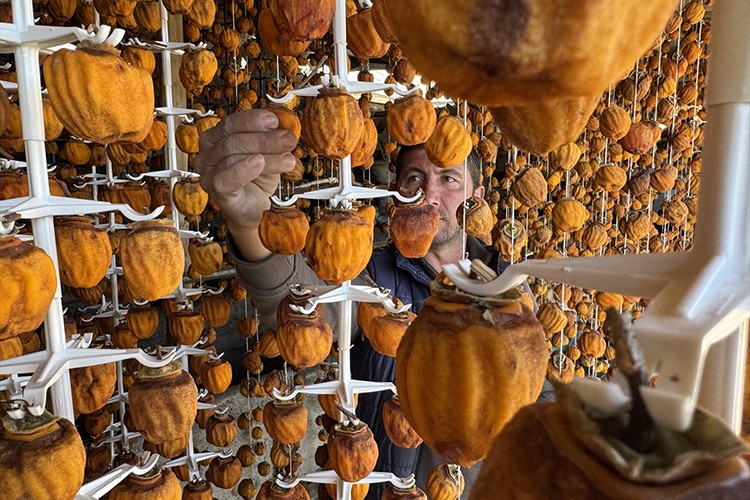 Kuruttuğu cennet hurması yurt içi ve dışında alıcı buluyor