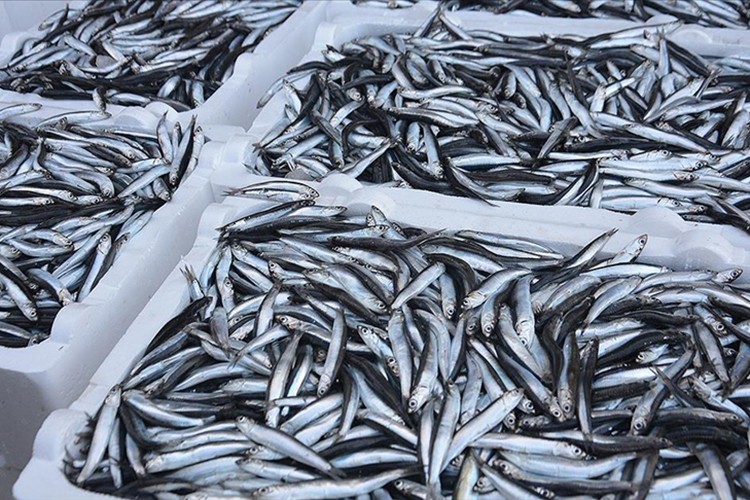 Hamsi ihracatından elde edilen gelir 2025'te yüzde 7 arttı