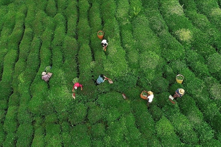 ÇAYKUR yarından itibaren yaş çayda serbest alım yapacak