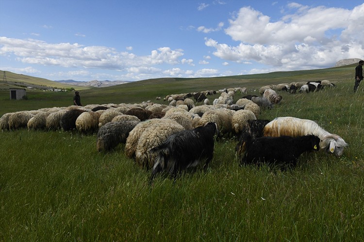Besicilere dağıtılan koyun sayısı 235 bine ulaştı
