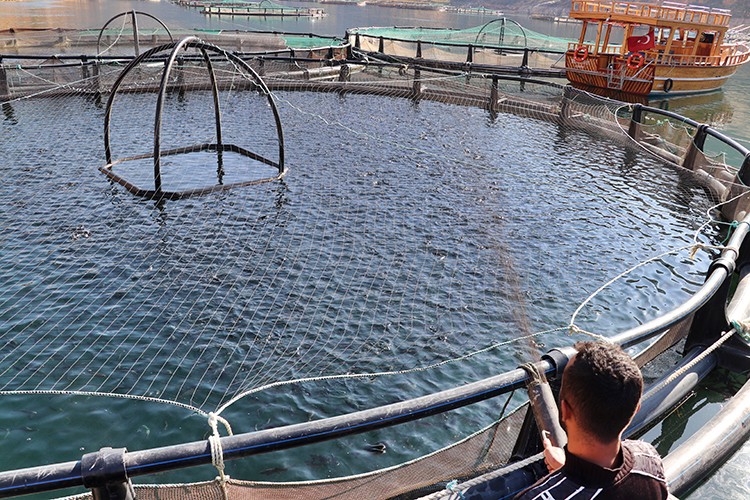 Elazığ'ın balığı ihraç ediliyor