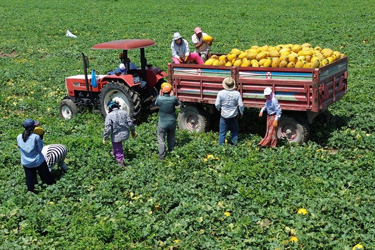 Bafra Ovası'nda 50 bin kavun rekoltesi bekleniyor