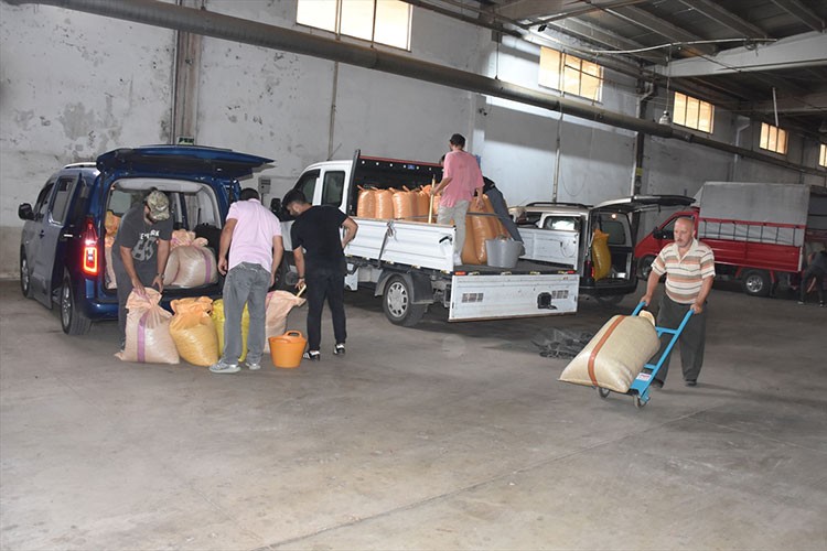 TMO Giresun'da fındık alımlarına başladı
