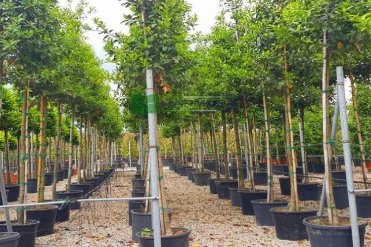 Ağaç ve çalı alınacak