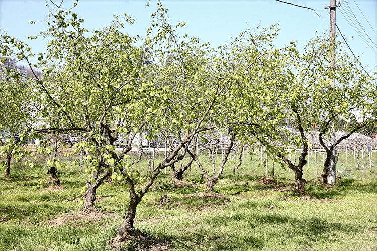 Karadenizli üreticiler fındıkta iyi verim için sahada