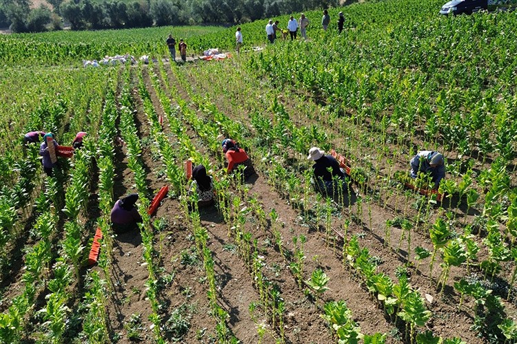 Bafra Ovası'nda tütün hasadı devam ediyor