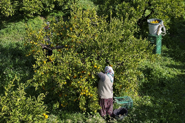 İzmir'de satsuma verimi yükseldi