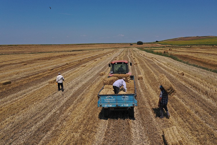 Trakya çiftçisi bayramda da üretime devam ediyor