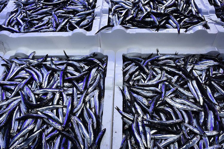 Türkiye hamsi ihracatından 4 ayda 4,7 milyon dolar kazandı