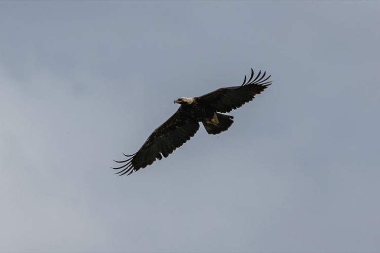 80 çift bulunduğu tahmin edilen şah kartalı yakından izleniyor