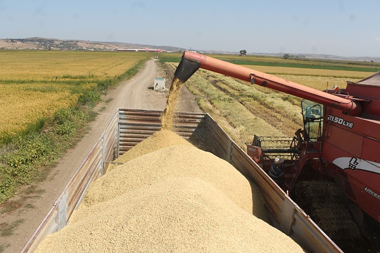 Balıkesir'de çeltik hasadı başladı