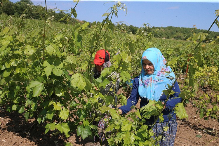 Narince bağ yaprağında hasat sürüyor