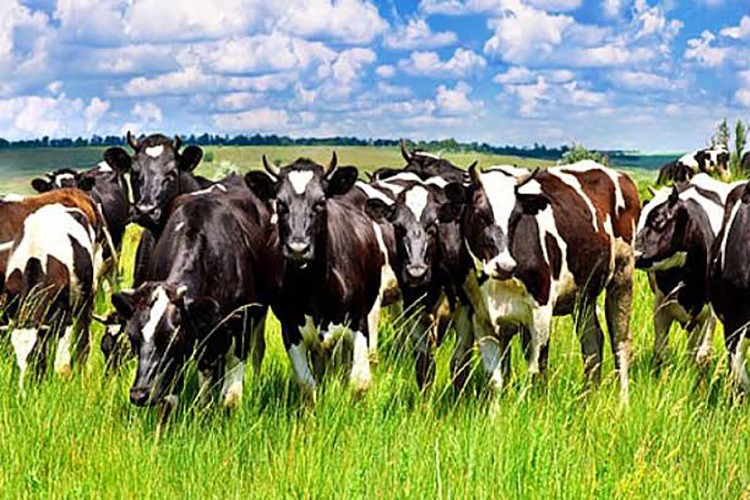 Bahar'ın lezzeti Kars'ın mayıs tereyağı