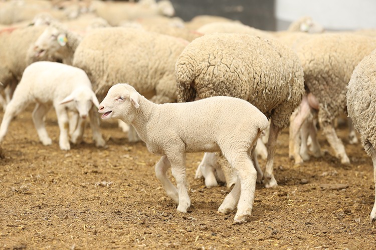 TİGEM 3 bin 200 reforme küçükbaş hayvan satacak