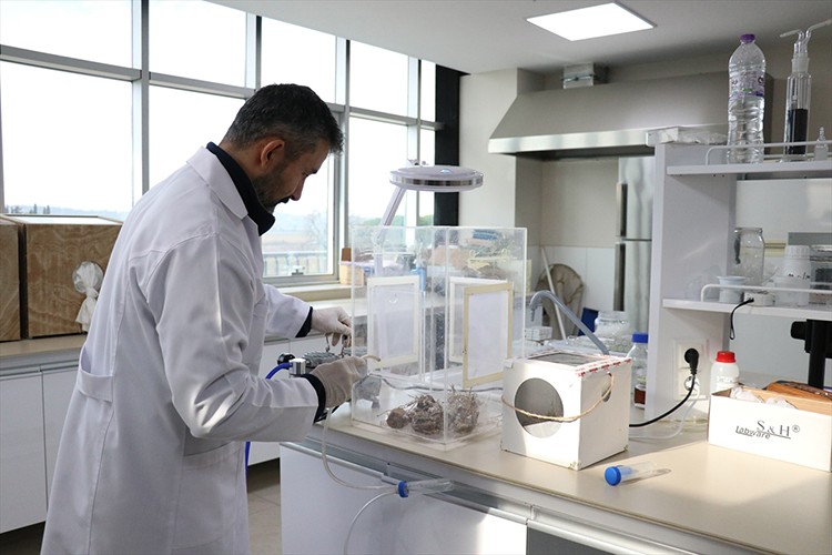 Faydalı böcekler seralarda zararlılara karşı kalkan oluyor