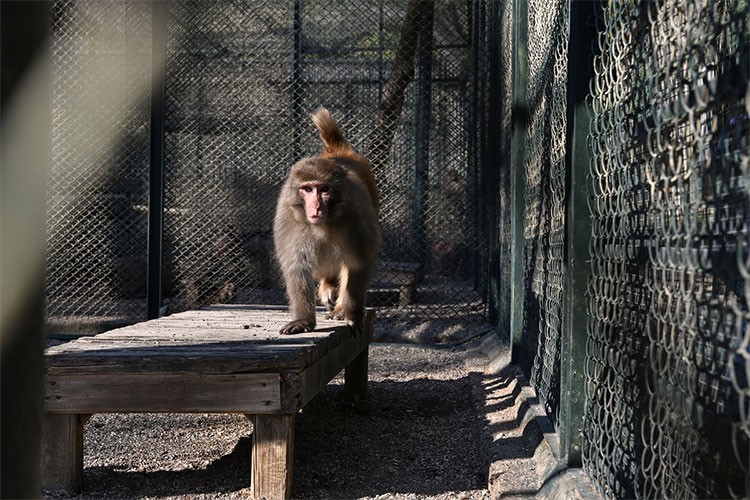 Evde bulunan rhesus maymunu, yeni yuvasında ziyaretçiyle buluştu