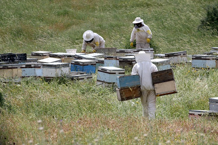 Muş Ovası'na farklı illerden 507 arıcı geldi