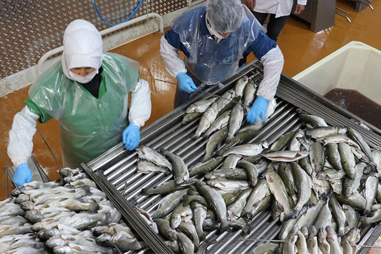 Karadeniz'in su ürünleri ihracat geliri 8 ayda yüzde 11 arttı