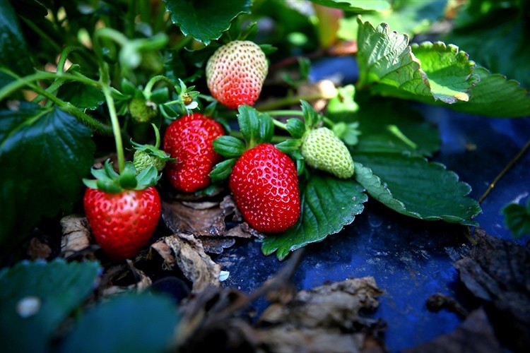 Atıl araziyi çilek bahçesine dönüştürdü