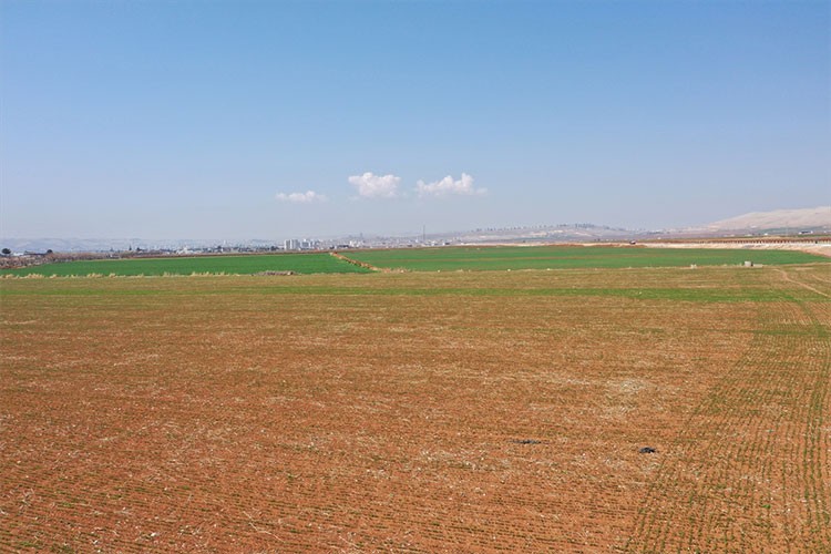 Şanlıurfa'daki kuraklık hububat verimini tehdit ediyor