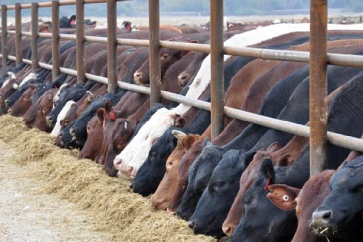 Sözleşmeli besicilik aile işletmelerinin gelişimine katkı sağlayacak