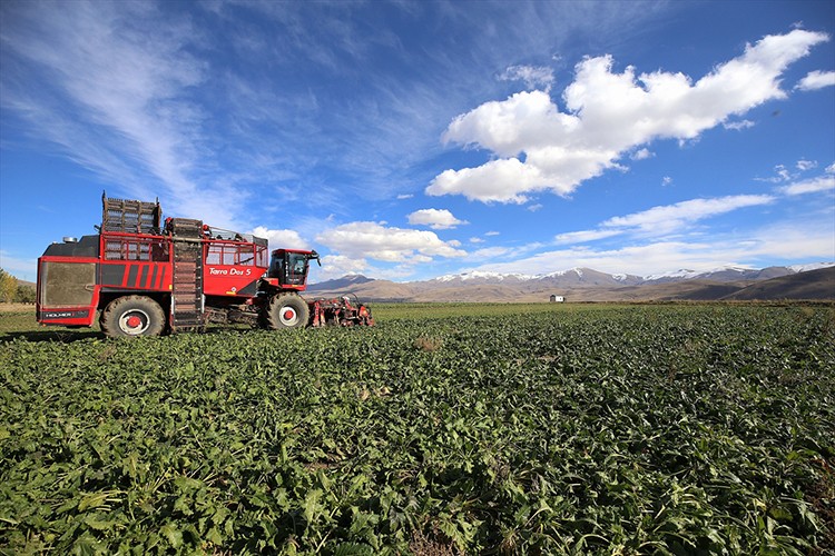 Erzurum'da şeker pancarının ekim alanı yaklaşık yüzde 40 arttı